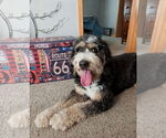 Small #1 Bernedoodle