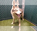 Small Siberian Husky