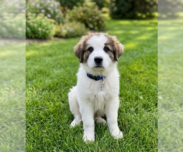 Medium Photo #1 Labrenees Puppy For Sale in Genesee, WI, USA