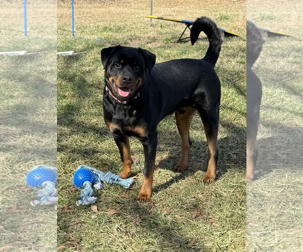 Medium Photo #3 Rottweiler Puppy For Sale in Mooresville, NC, USA