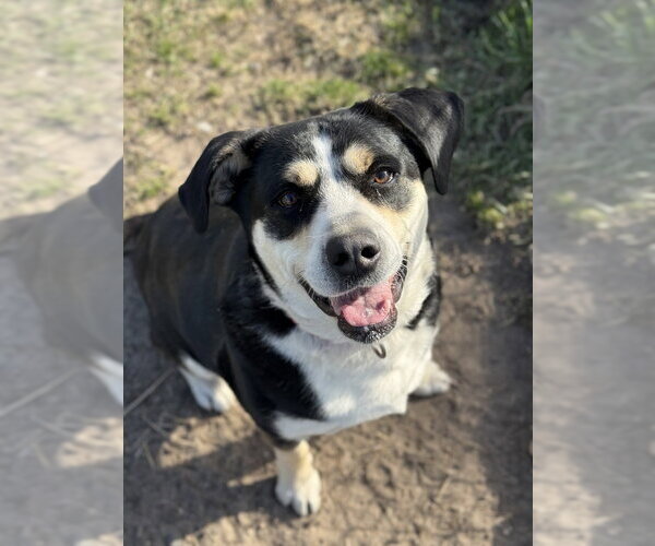 Medium Photo #9 Mutt Puppy For Sale in Bemidji, MN, USA