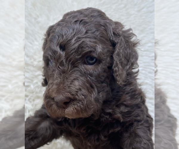 Medium Photo #2 Double Doodle Puppy For Sale in PIERSON, FL, USA