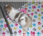 Small Photo #7 Japanese Chin Puppy For Sale in ORO VALLEY, AZ, USA
