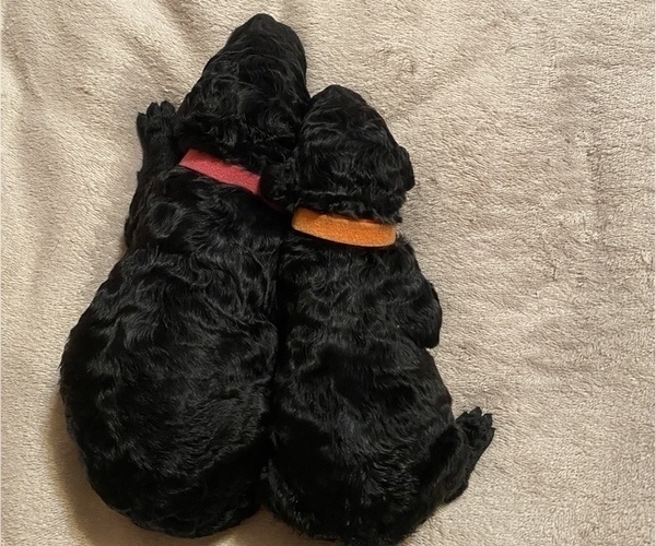 Medium Photo #12 Goldendoodle Puppy For Sale in HUNTINGTON, WV, USA