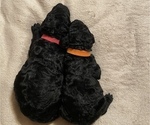 Small Photo #12 Goldendoodle Puppy For Sale in HUNTINGTON, WV, USA