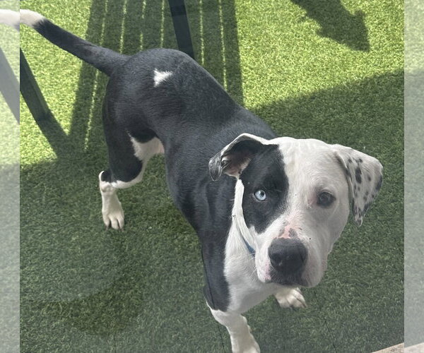 Medium Photo #1 Mutt Puppy For Sale in Miami, FL, USA