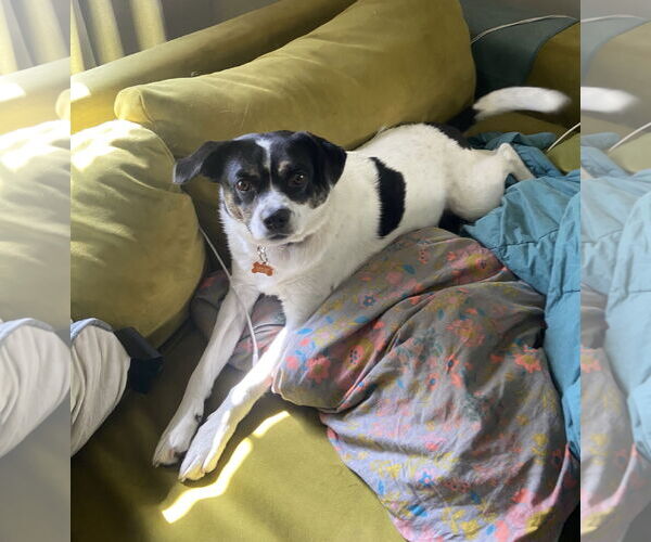 Medium Photo #4 Mutt Puppy For Sale in Crystal, MN, USA