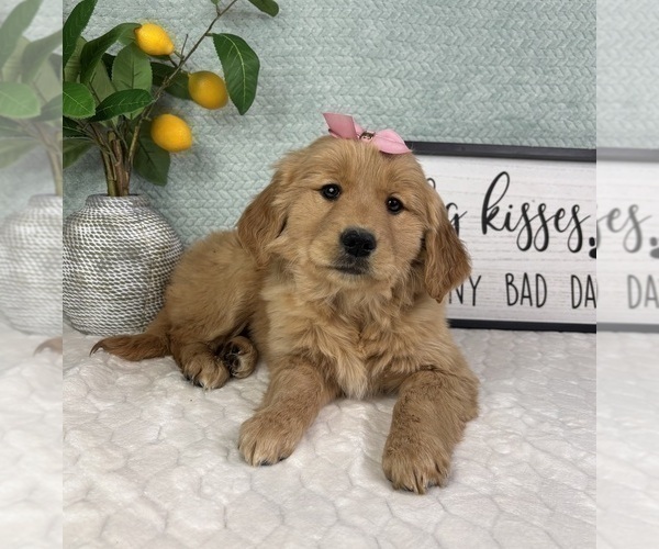 Medium Photo #2 Golden Retriever Puppy For Sale in FRANKLIN, IN, USA