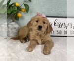 Small #1 Golden Retriever