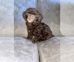 Small Photo #11 Poodle (Toy) Puppy For Sale in HAYWARD, CA, USA