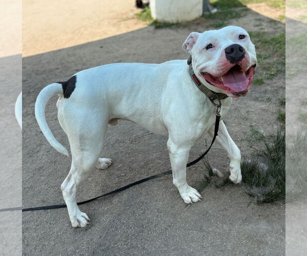 Medium Photo #3 American Pit Bull Terrier-Unknown Mix Puppy For Sale in Virginia Beach, VA, USA