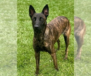 Holland Shepherd-Unknown Mix Dogs for adoption in Riverside, CA, USA