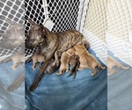 Small Photo #10 Phu Quoc (Vietnam Island) Ridgeback Puppy For Sale in HELOTES, TX, USA