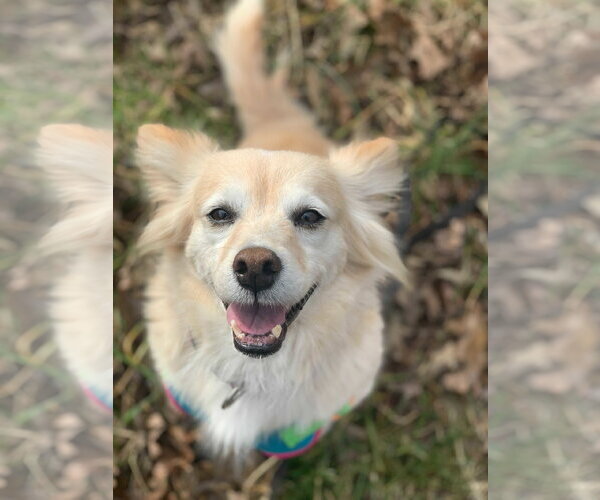 Medium Photo #1 Golden Retriever-Unknown Mix Puppy For Sale in Pacolet, SC, USA