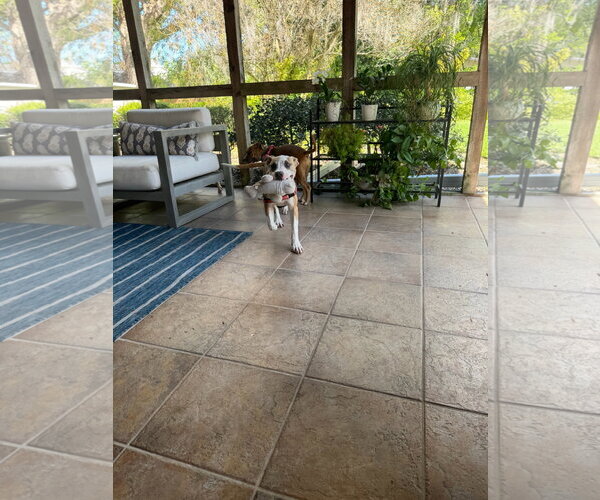 Medium Photo #13 Staffordshire Bull Terrier-Unknown Mix Puppy For Sale in Orlando, FL, USA