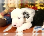 Small #1 Miniature Australian Shepherd