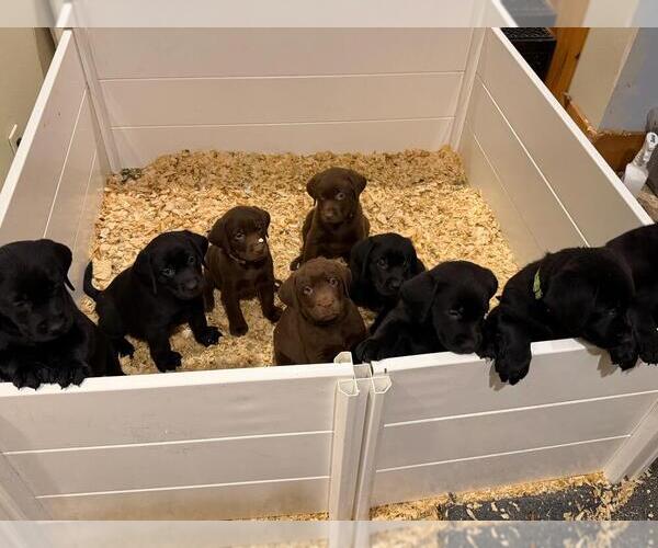 Medium Photo #1 Labrador Retriever Puppy For Sale in BEULAH, MI, USA