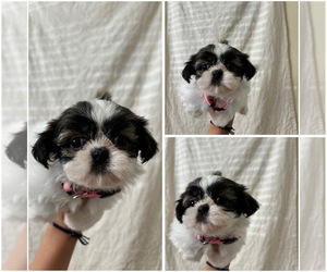 Shih Tzu Puppy for sale in EXETER, CA, USA