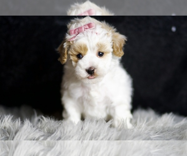 Medium Photo #143 Maltipoo Puppy For Sale in WARSAW, IN, USA