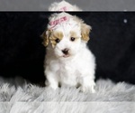Small Photo #143 Maltipoo Puppy For Sale in WARSAW, IN, USA