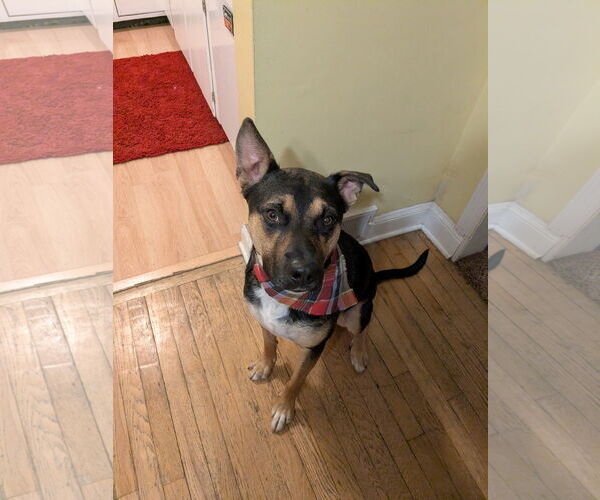 Medium Photo #5 Rottweiler-Siberian Husky Mix Puppy For Sale in Rootstown, OH, USA