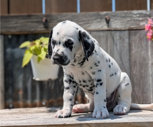 Medium Photo #7 Dalmatian Puppy For Sale in GOSHEN, IN, USA