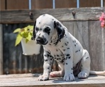 Small #6 Dalmatian