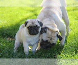 Pug Puppy for sale in FORT WORTH, TX, USA