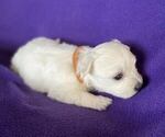 Puppy Marco Coton de Tulear