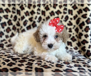 Poodle (Miniature) Puppy for sale in LAKELAND, FL, USA