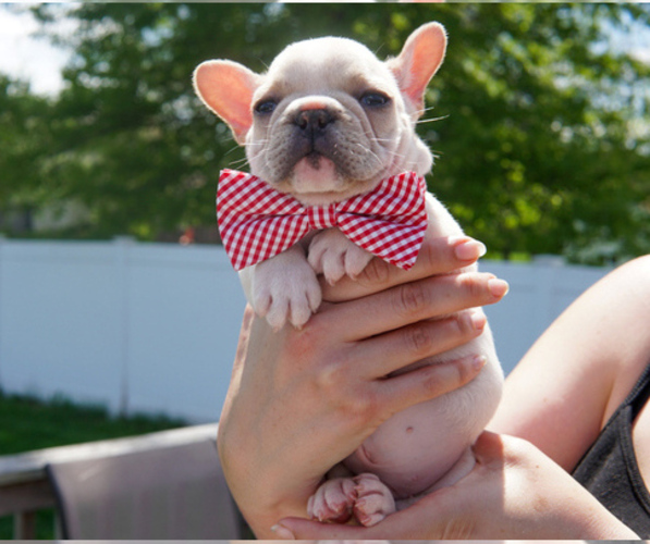 Medium Photo #5 French Bulldog Puppy For Sale in HOBART, IN, USA