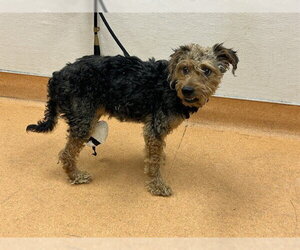 Mutt Dogs for adoption in Martinez, CA, USA