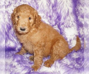 Labradoodle Puppy for sale in LA HABRA, CA, USA