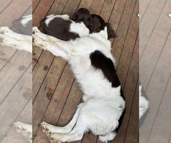Medium Photo #4 English Springer Spaniel Puppy For Sale in TUALATIN, OR, USA