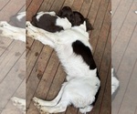 Small #3 English Springer Spaniel