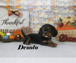 Small Photo #58 Cavalier King Charles Spaniel Puppy For Sale in CHANUTE, KS, USA