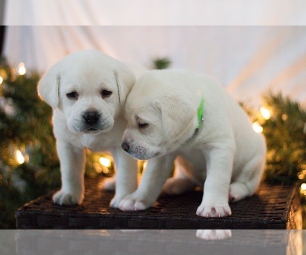 Medium Photo #8 Labrador Retriever Puppy For Sale in LOGAN, UT, USA