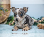 Small Photo #26 Chihuahua Puppy For Sale in FREDERICKTOWN, OH, USA