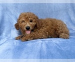 Dash - Male Goldendoodle (Miniature) Puppy for Sale - Photo #2
