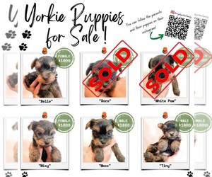 Yorkshire Terrier Puppy for sale in SOUTHBRIDGE, MA, USA
