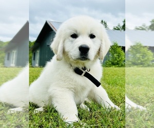 Medium English Cream Golden Retriever