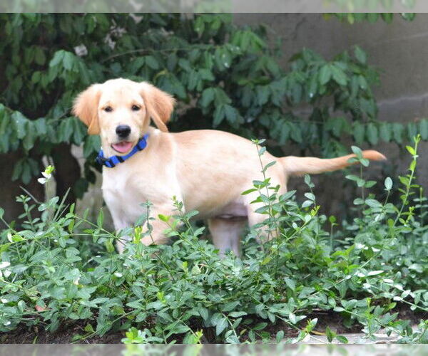 Medium Photo #3 Golden Retriever Puppy For Sale in Enfield, CT, USA