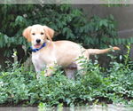 Small #2 Golden Retriever