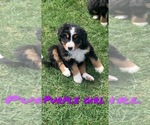 Small Photo #7 Bernese Mountain Dog Puppy For Sale in BROWNSTOWN, IN, USA