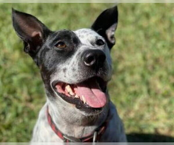Medium Photo #1 Pointer Puppy For Sale in Raleigh, NC, USA