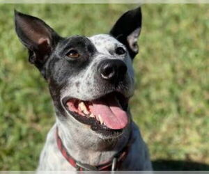 Pointer Dogs for adoption in Raleigh, NC, USA