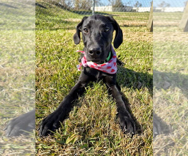 Medium Photo #4 Mutt Puppy For Sale in San Leon, TX, USA