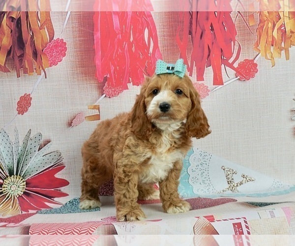 Medium Photo #1 Cockapoo Puppy For Sale in WARSAW, IN, USA