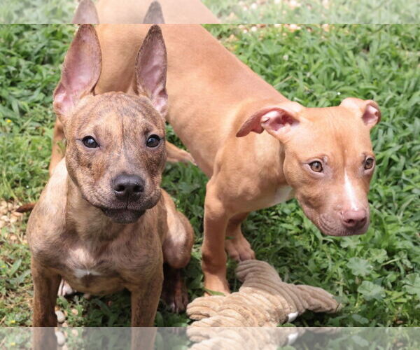 Medium Photo #8 Mutt Puppy For Sale in Philadelphia, PA, USA