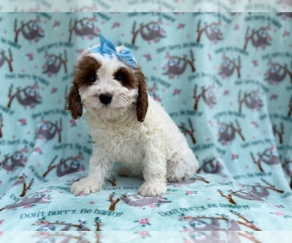 Medium Photo #7 Cavapoo (Miniature) Puppy For Sale in LAKELAND, FL, USA